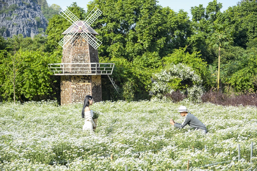Mùa cúc họa mi ở xứ Thanh nở rộ, giới trẻ nô nức check-in