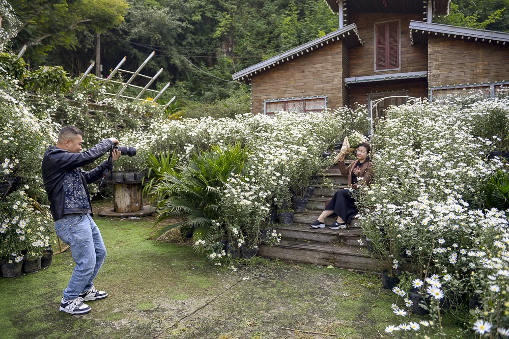 Mùa cúc họa mi ở xứ Thanh nở rộ, giới trẻ nô nức check-in