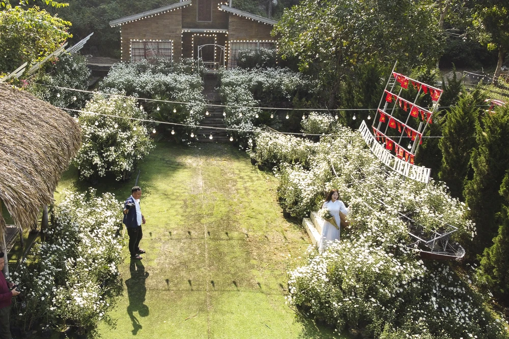 Mùa cúc họa mi ở xứ Thanh nở rộ, giới trẻ nô nức check-in