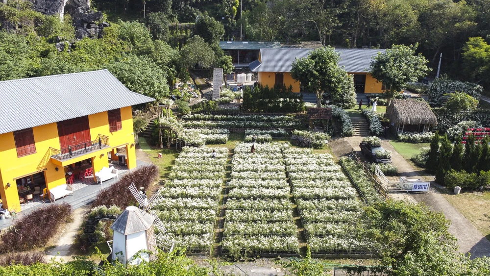 Mùa cúc họa mi ở xứ Thanh nở rộ, giới trẻ nô nức check-in