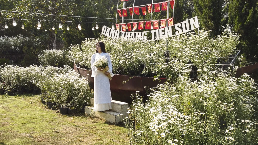 Mùa cúc họa mi ở xứ Thanh nở rộ, giới trẻ nô nức check-in