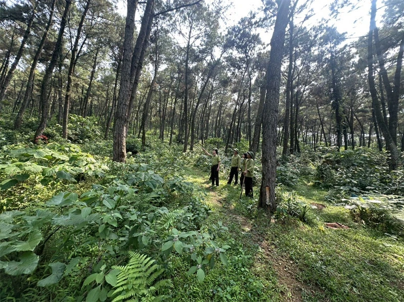 Hỗ trợ gạo dự trữ quốc gia cho công tác bảo vệ, phát triển rừng trên địa bàn 7 xã