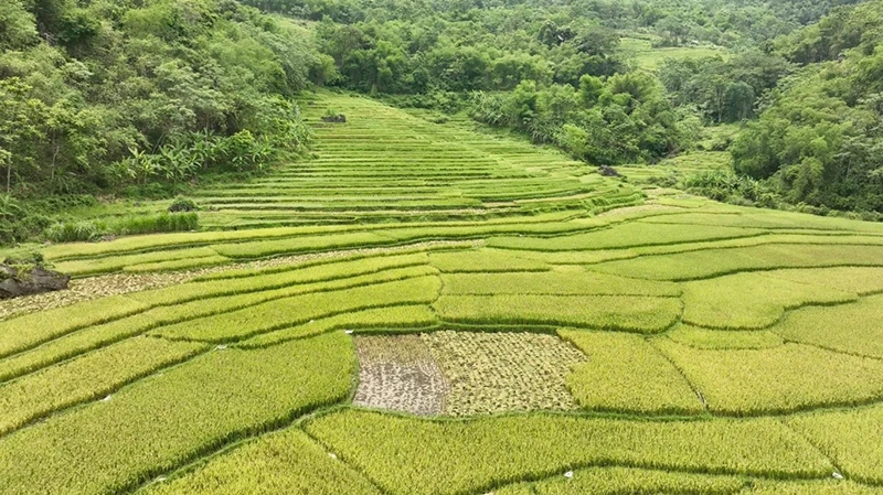Trên những “dải lụa” vùng cao xứ Thanh (Bài 1): Những thửa ruộng bậc thang