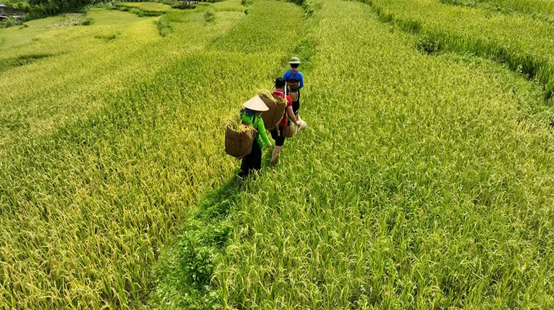 Trên những “dải lụa” vùng cao xứ Thanh (Bài 2): “Sản vật” của đất mẹ