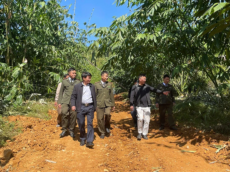 Kỳ vọng về cây mai lấy lá...