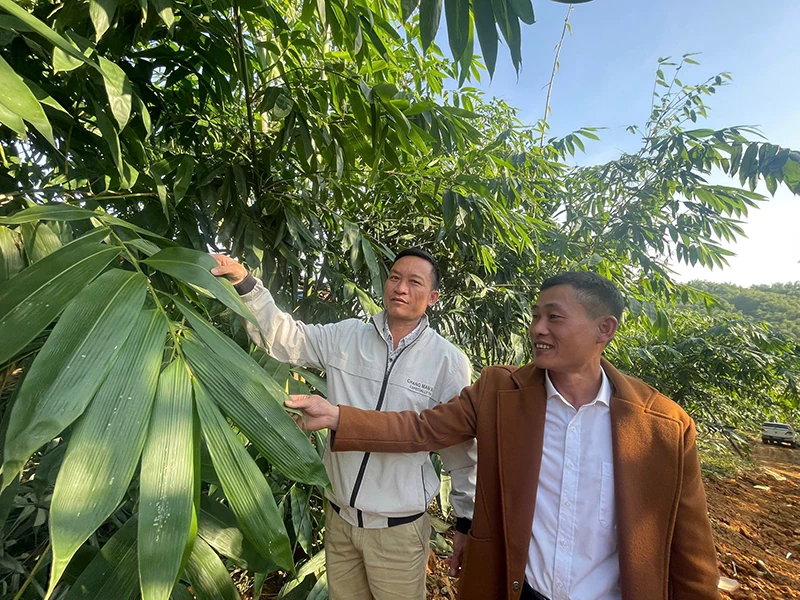 Kỳ vọng về cây mai lấy lá...