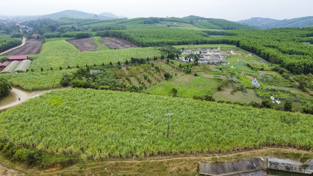 Những giọt mật thơm vào Tết