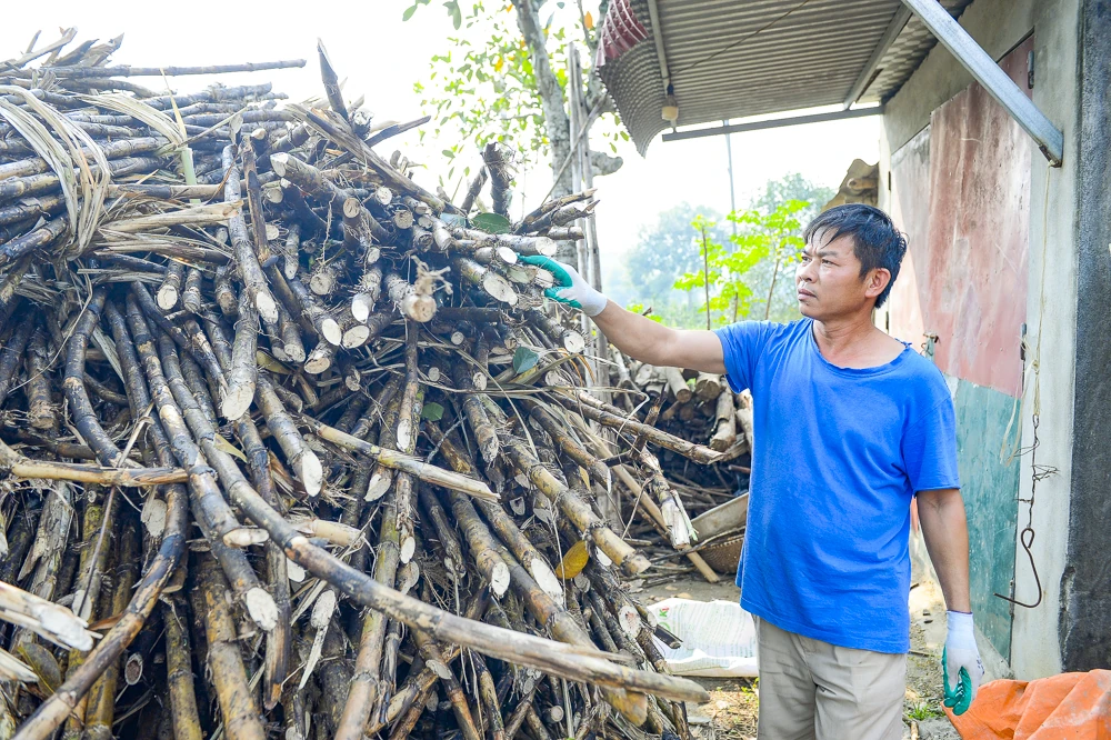 Những giọt mật thơm vào Tết