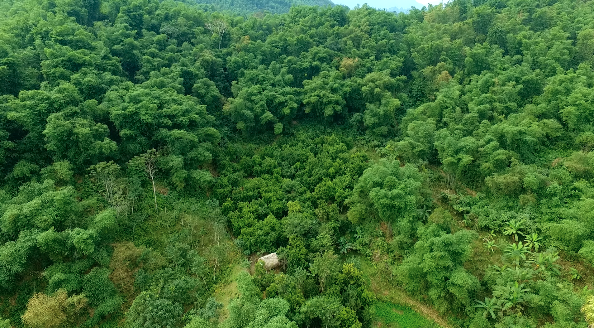 Chuyện về người đưa cây mắc ca về Thiên Phủ