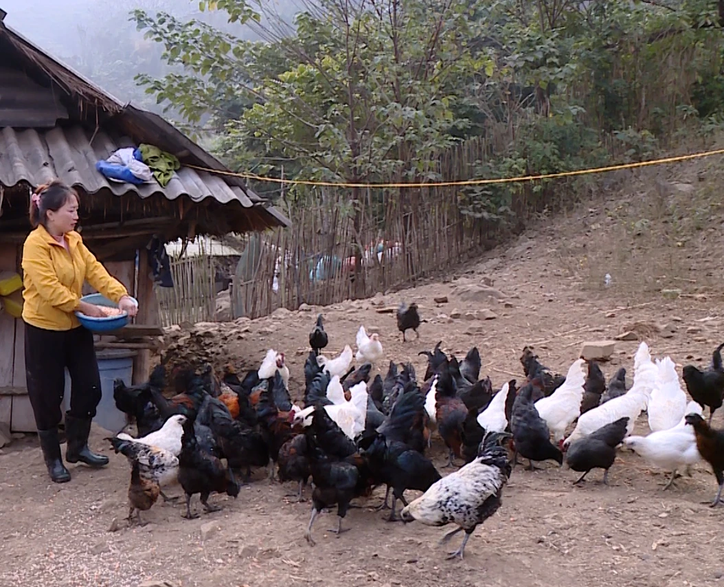 Mạnh dạn nuôi gà Mông đen, người phụ nữ tìm ra hướng đi mới