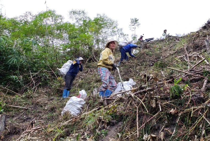 Mùa sắn mới ở Mường Lý