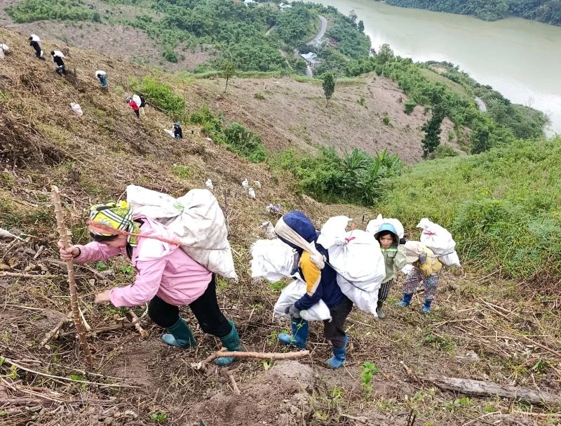 Mùa sắn mới ở Mường Lý