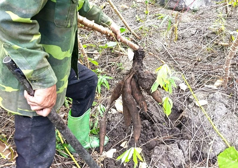 Mùa sắn mới ở Mường Lý