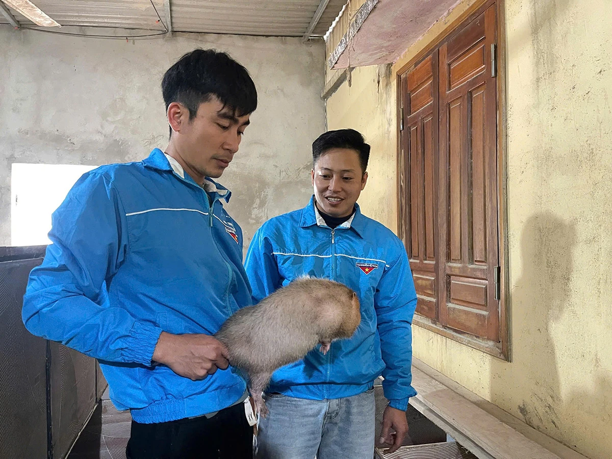 Mô hình nuôi Dúi mở hướng làm giàu bền vững ở bản Lát, xã Tam Chung