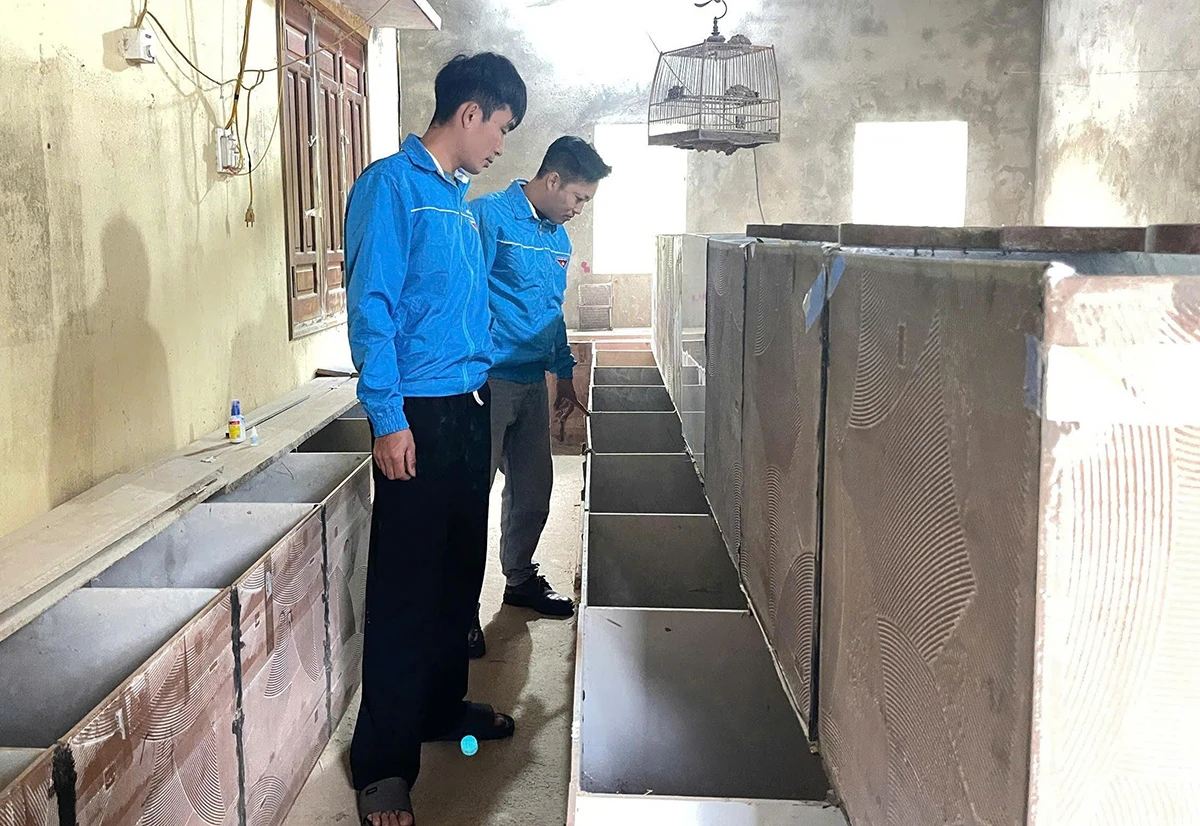 Mô hình nuôi Dúi mở hướng làm giàu bền vững ở bản Lát, xã Tam Chung