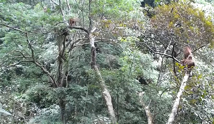 Tăng cường quản lý rừng bền vững Vườn quốc gia Xuân Liên