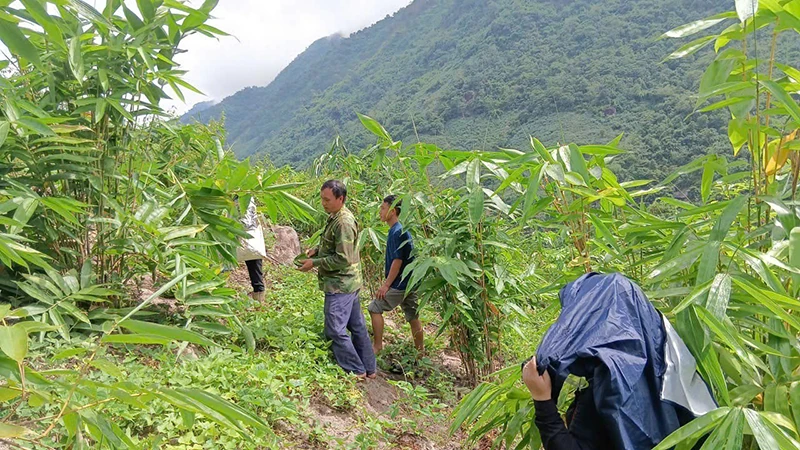 Mường Lý mở rộng diện tích trồng cây giang lấy lá