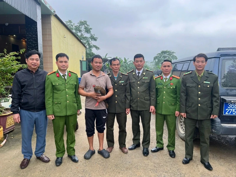 Cá thể gà lôi trắng mà người dân giao nộp, không phải bị săn bắt hay bẫy