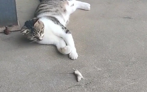 Tôi là Tiểu Bạch và đây là chuyện của lũ mèo chúng tôi: Câu chuyện thứ 12 – “Chó bắt, mèo xơi”