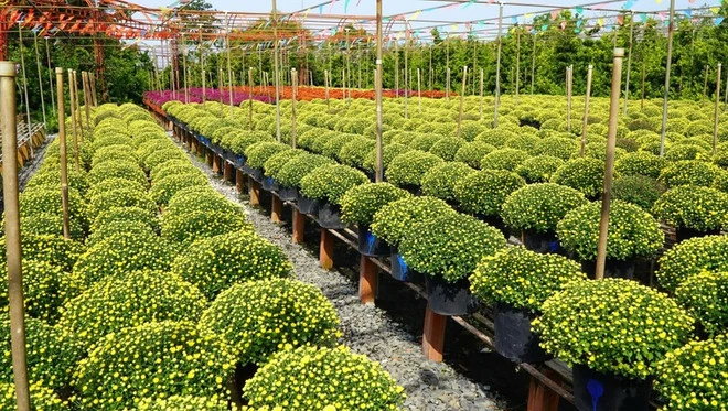 Vì sao Nghề trồng hoa kiểng Sa Đéc được vinh danh di sản văn hóa phi vật thể?