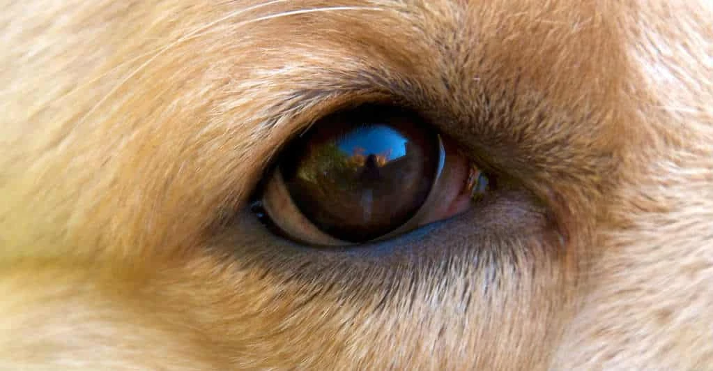 Tôi là Tiểu Bạch và đây là chuyện của lũ mèo chúng tôi: Câu chuyện thứ 13 – “Tai bay vạ gió”