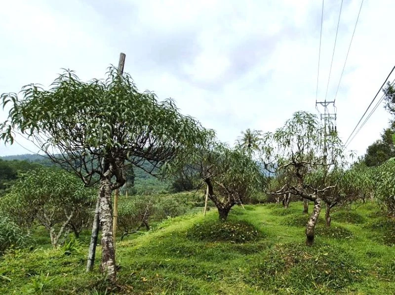 Kỳ vọng trước Tết