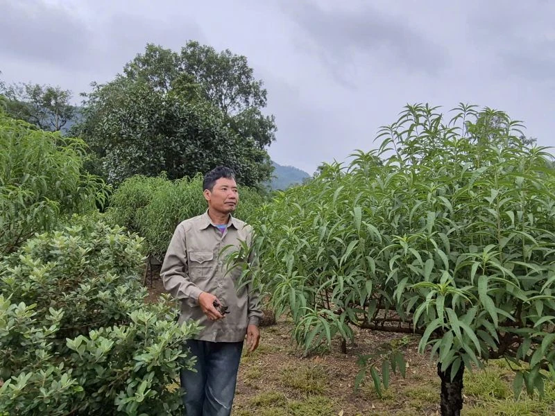 Kỳ vọng trước Tết