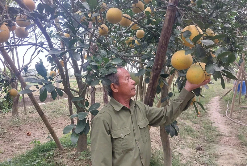 Chuyện sản phẩm OCOP ngày tết (Bài 3): Dấu lặng...