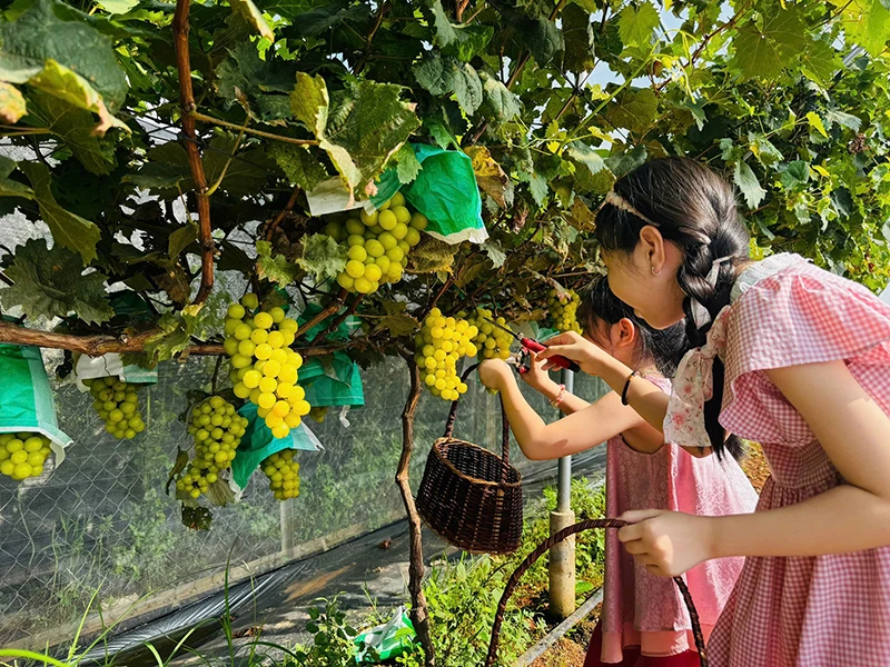 Sẵn sàng mùa du lịch trải nghiệm tại các khu nông trại, du lịch sinh thái