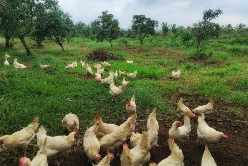 9X xứ Thanh và câu chuyện trứng gà thảo mộc