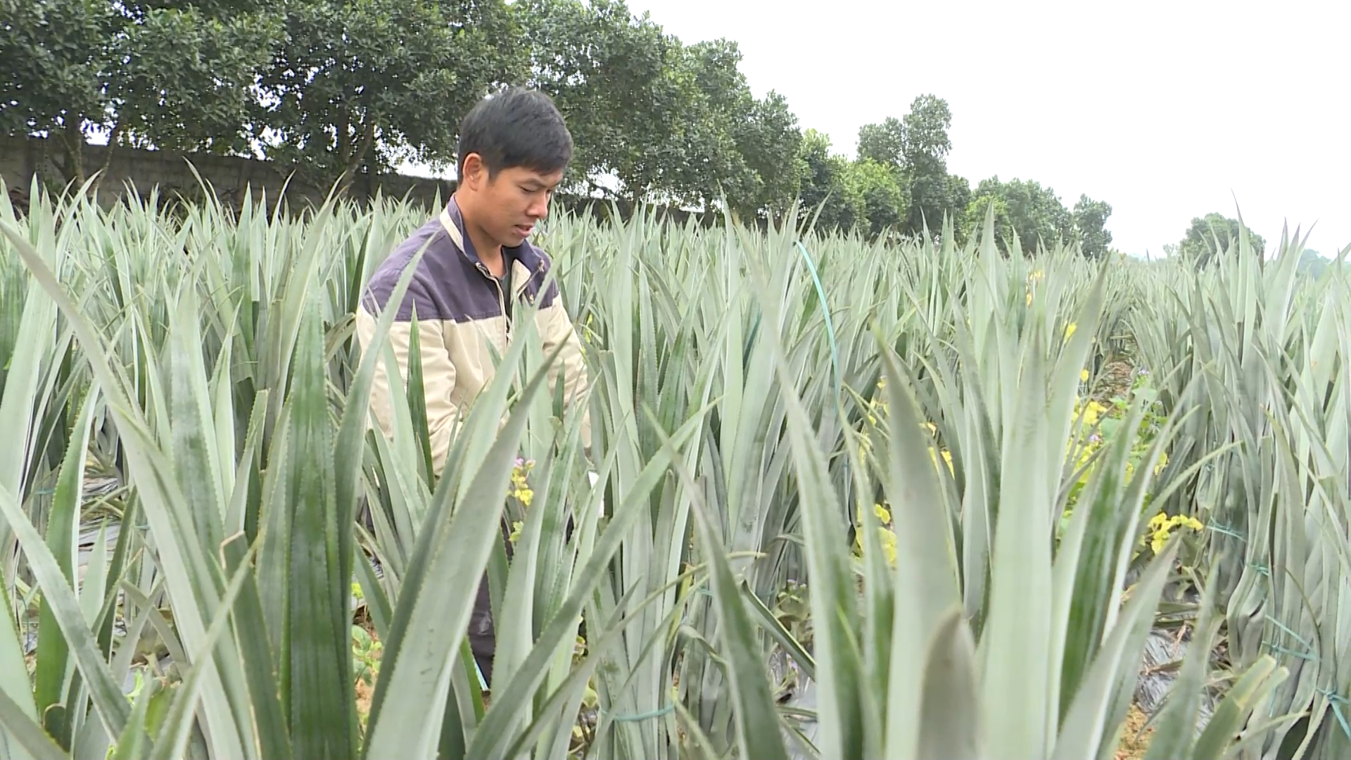 Thoát nghèo từ những mô hình sinh kế thiết thực