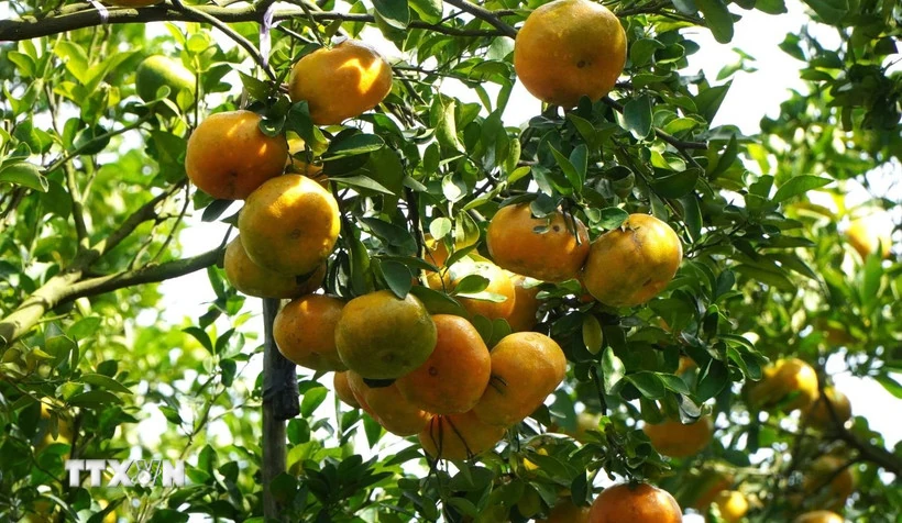 Quýt hồng “lên” chậu sẵn sàng phục vụ thị trường Tết