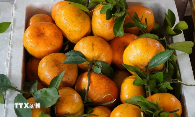 Quýt hồng “lên” chậu sẵn sàng phục vụ thị trường Tết
