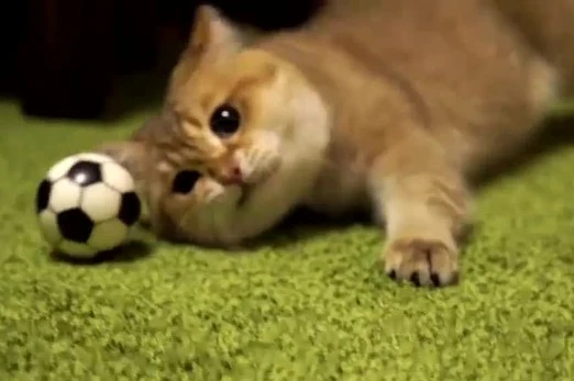 Tôi là Tiểu Bạch và đây là chuyện của lũ mèo chúng tôi: Câu chuyện thứ 14 - Đội bóng gia đình