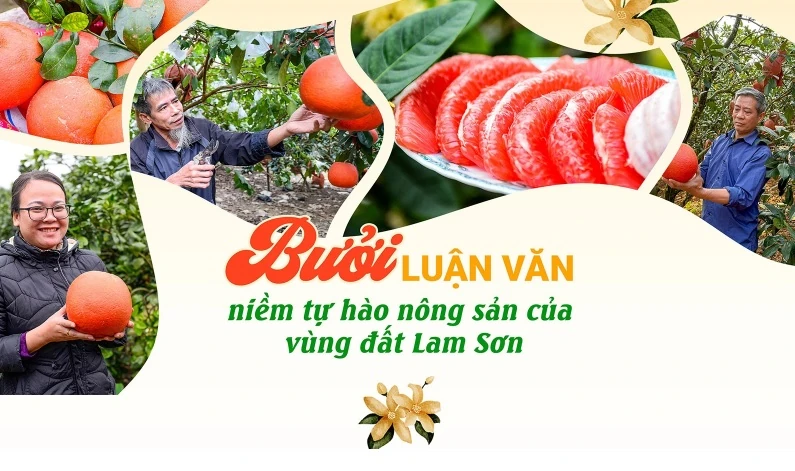 [E-Magazine] Bưởi Luận Văn - niềm tự hào nông sản của vùng đất Lam Sơn