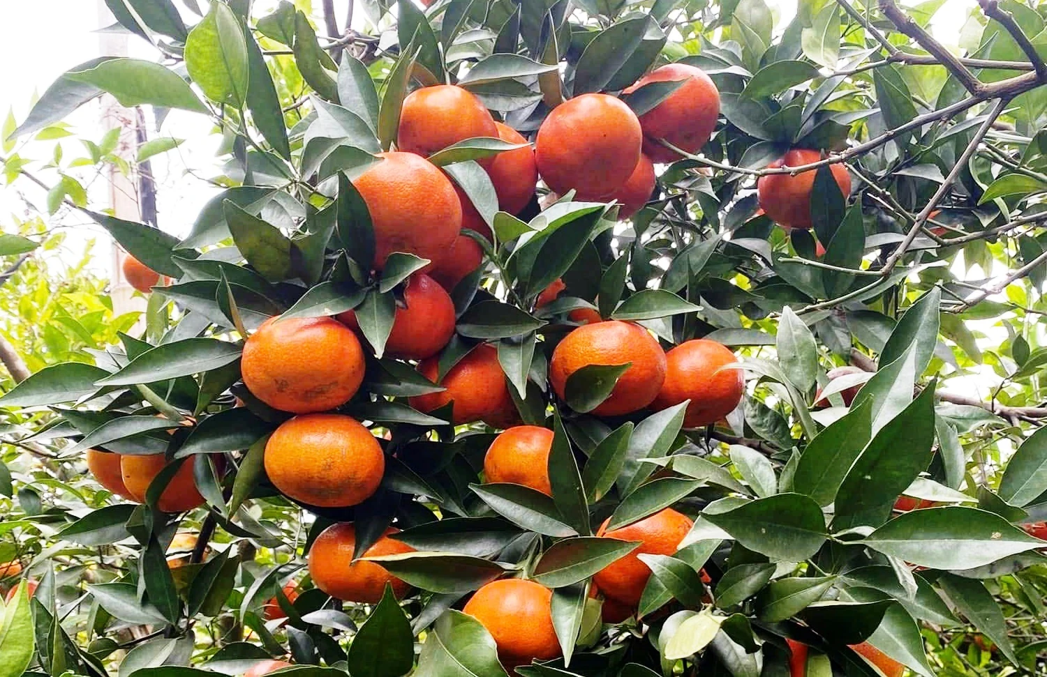 Sắc cam vàng trong nắng xuân