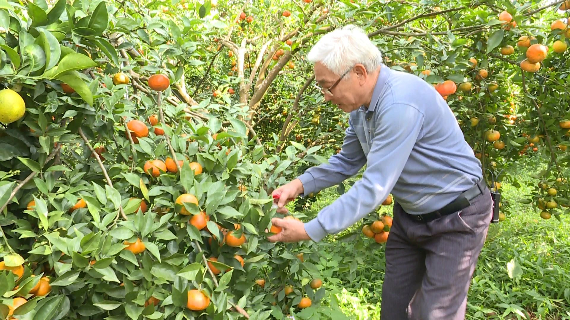 Sắc cam vàng trong nắng xuân