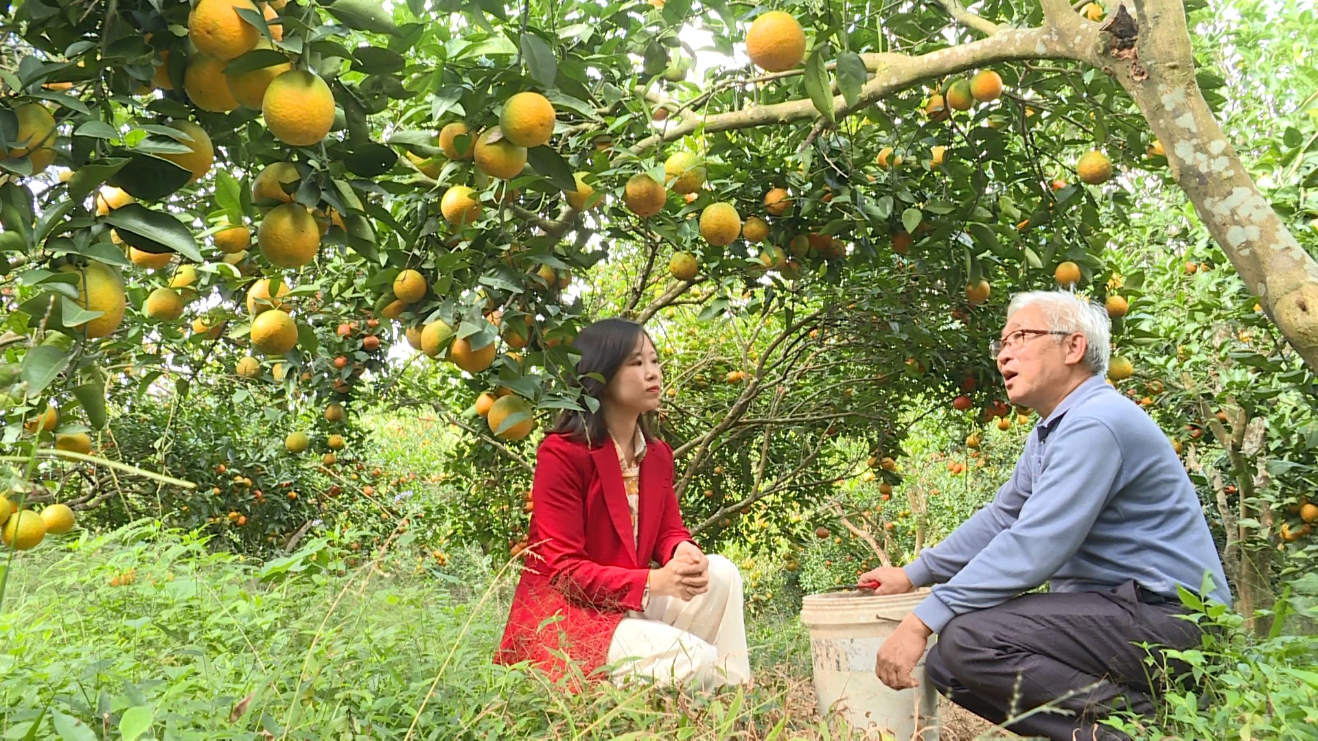 Sắc cam vàng trong nắng xuân