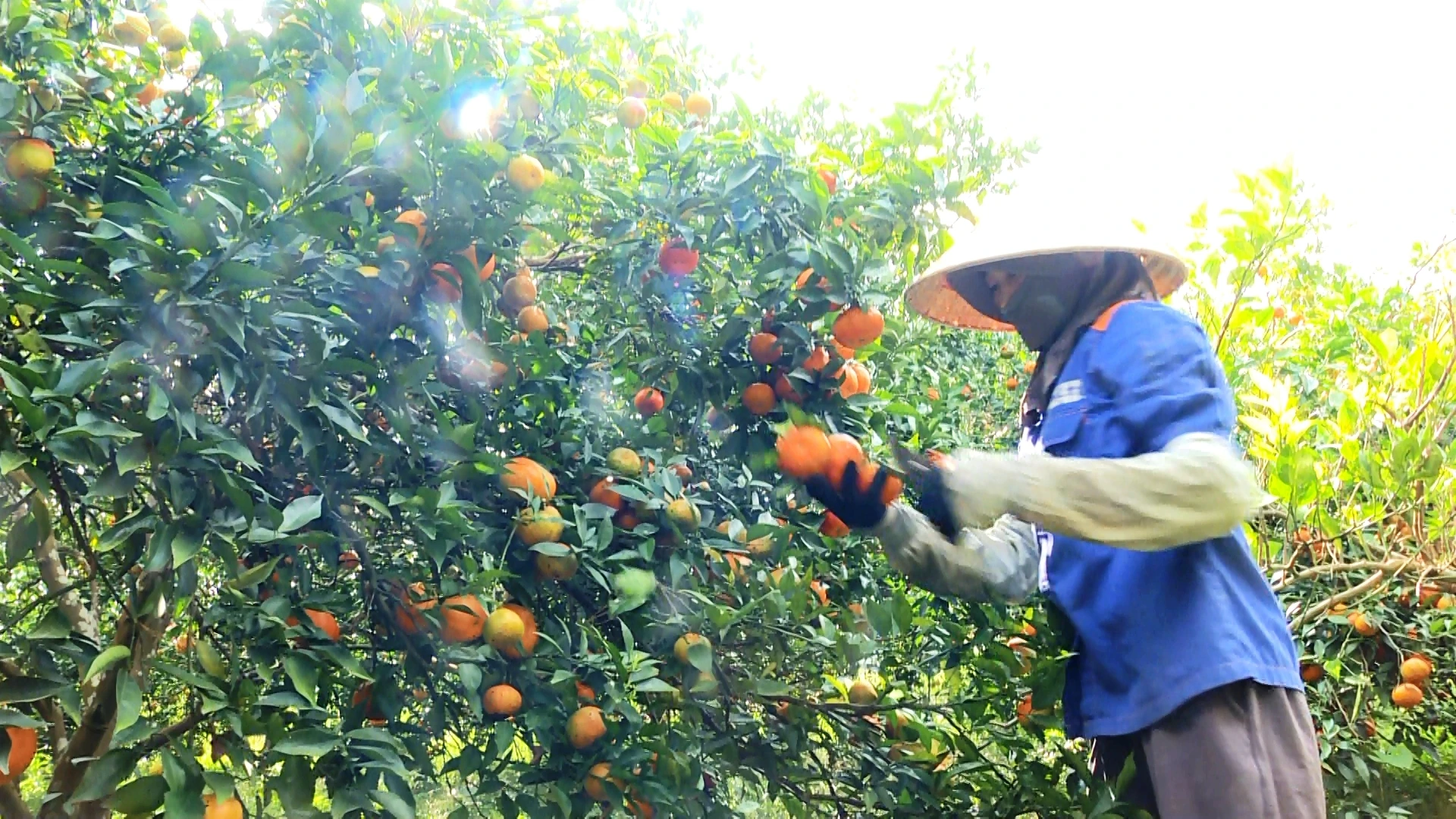 Sắc cam vàng trong nắng xuân