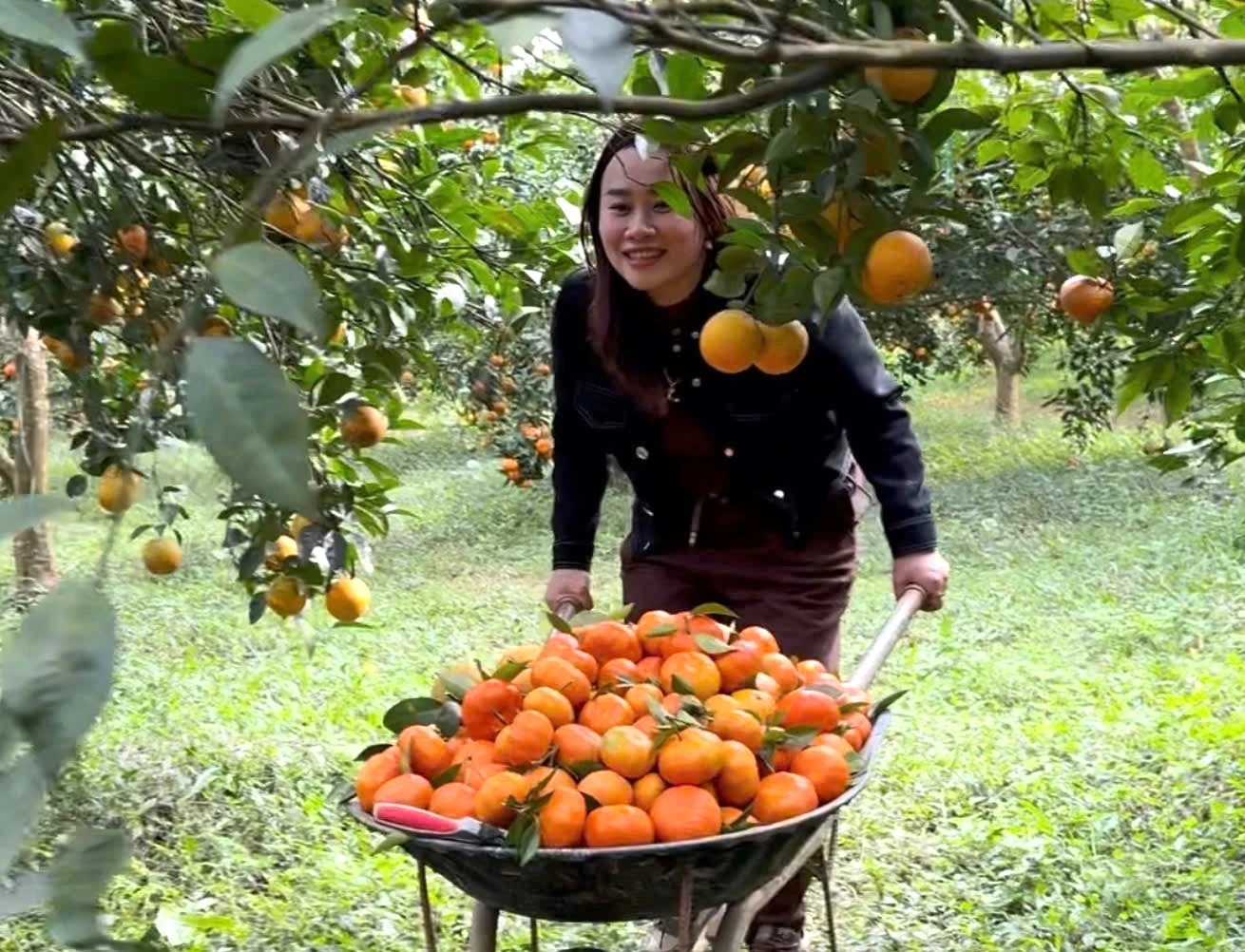 Sắc cam vàng trong nắng xuân