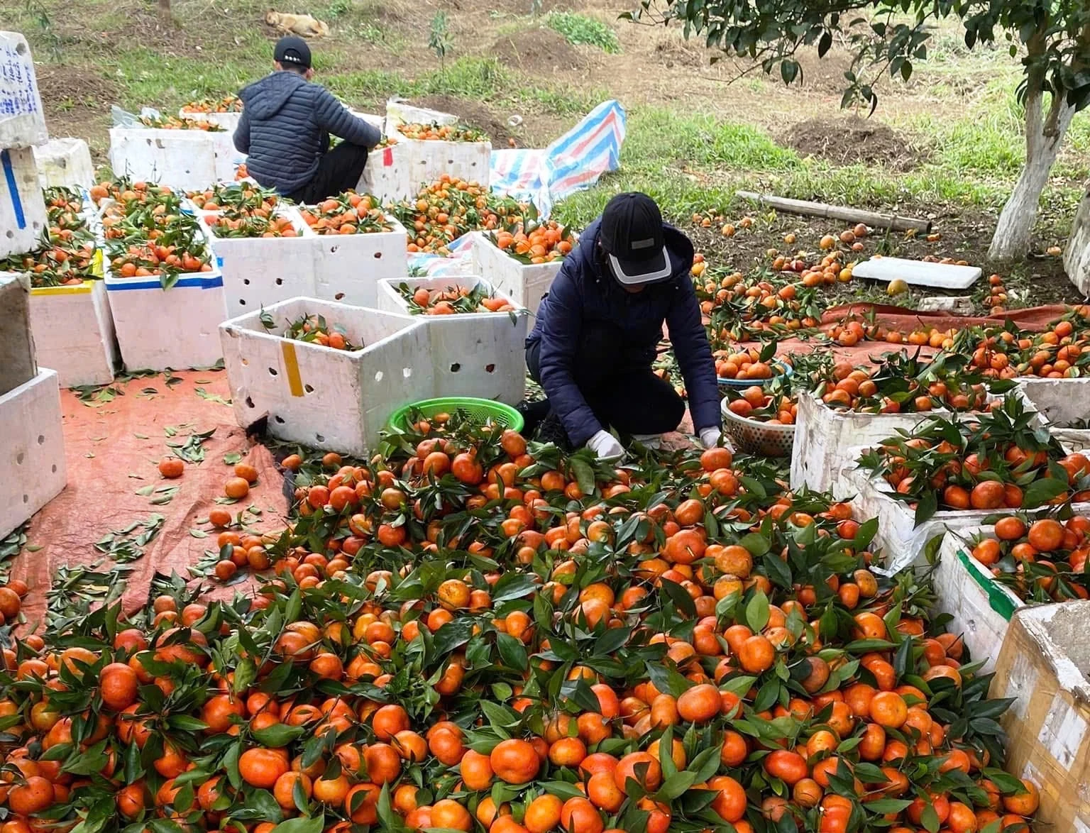 Sắc cam vàng trong nắng xuân