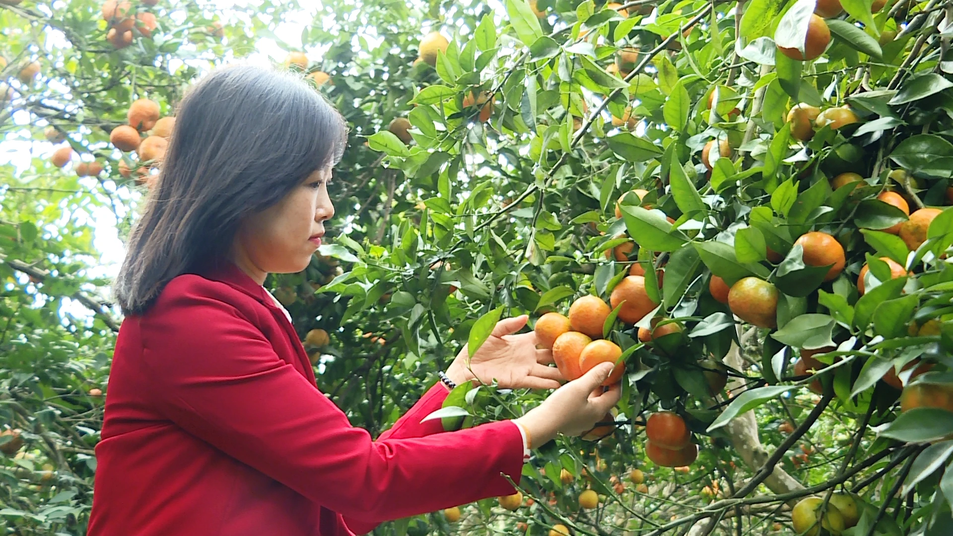 Sắc cam vàng trong nắng xuân