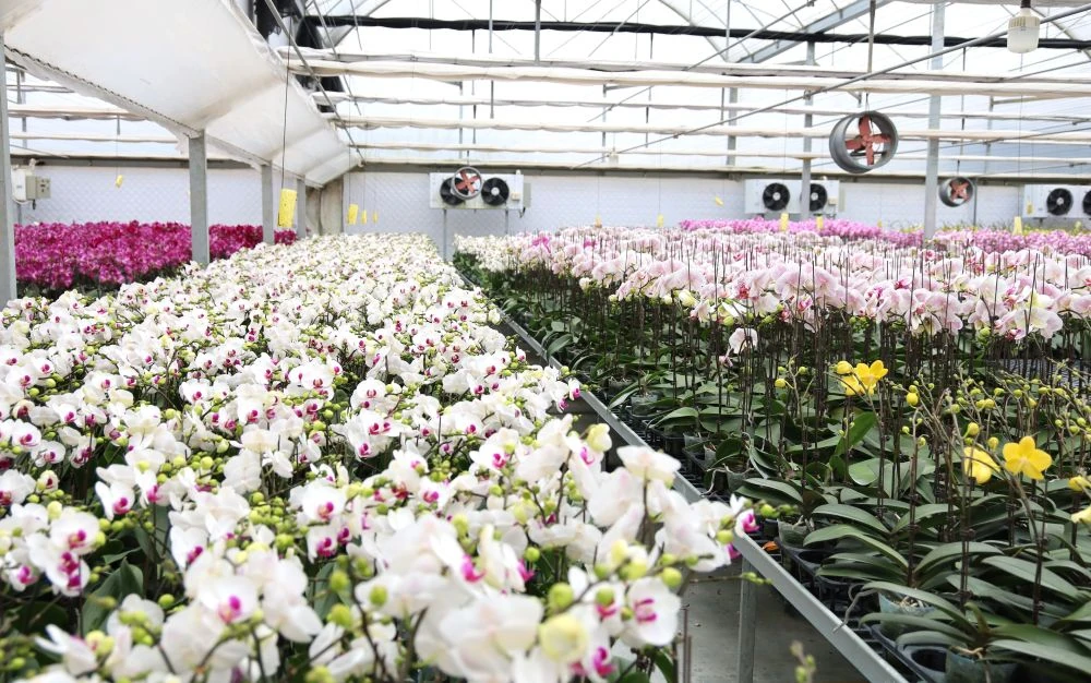 Ngắm vườn hoa lan công nghệ cao tại Trung tâm Thử nghiệm và Ươm tạo công nghệ
