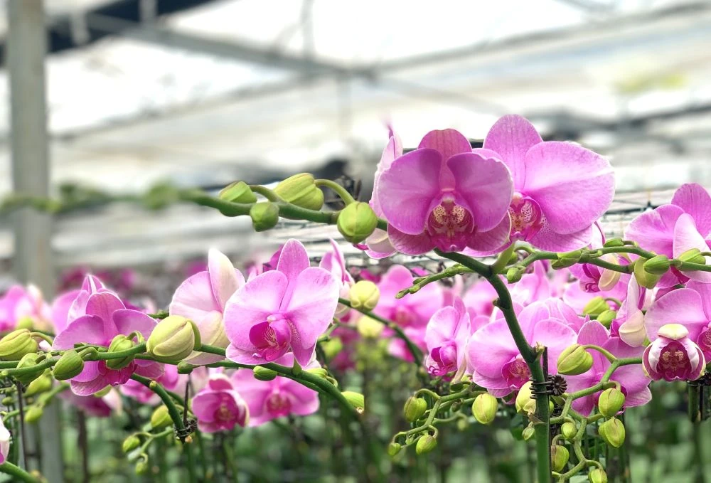 Ngắm vườn hoa lan công nghệ cao tại Trung tâm Thử nghiệm và Ươm tạo công nghệ