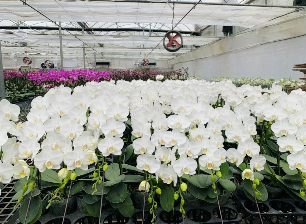 Ngắm vườn hoa lan công nghệ cao tại Trung tâm Thử nghiệm và Ươm tạo công nghệ