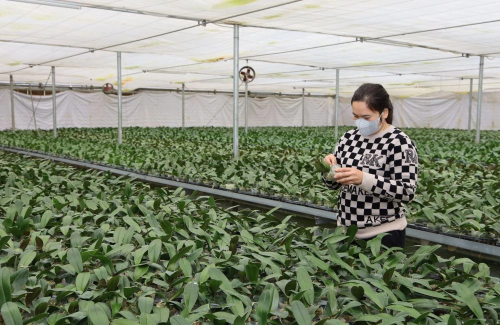 Ngắm vườn hoa lan công nghệ cao tại Trung tâm Thử nghiệm và Ươm tạo công nghệ