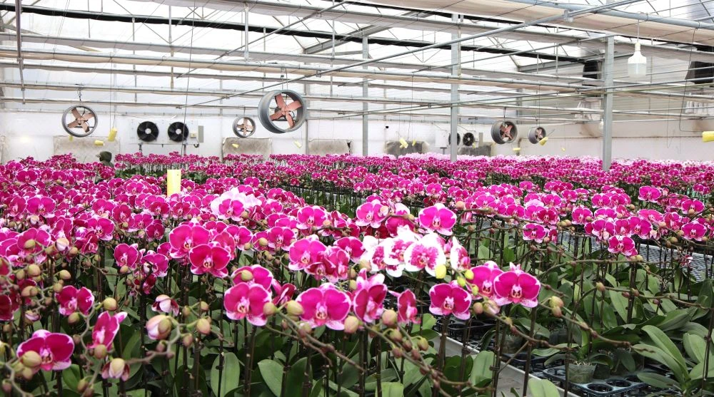 Ngắm vườn hoa lan công nghệ cao tại Trung tâm Thử nghiệm và Ươm tạo công nghệ