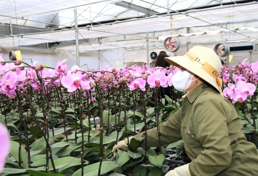 Ngắm vườn hoa lan công nghệ cao tại Trung tâm Thử nghiệm và Ươm tạo công nghệ