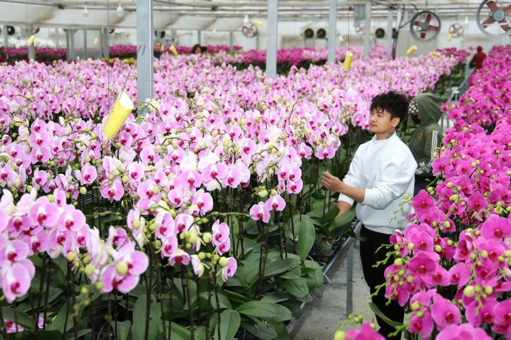 Ngắm vườn hoa lan công nghệ cao tại Trung tâm Thử nghiệm và Ươm tạo công nghệ