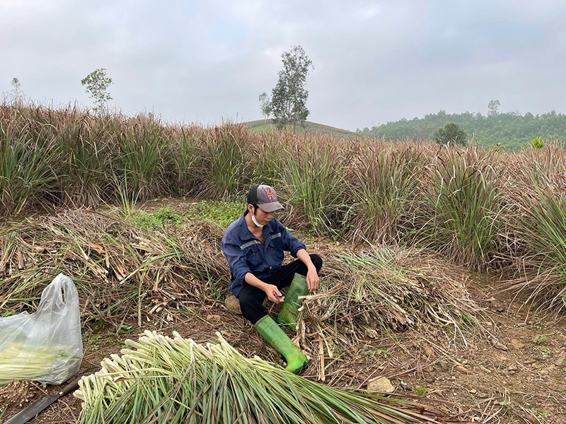 Mùa sả (Bài 1): Hướng đi nào cho cây sả?